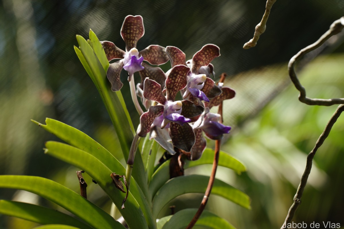 Vanda tessellata (Roxb.) Hook. ex G.Don
